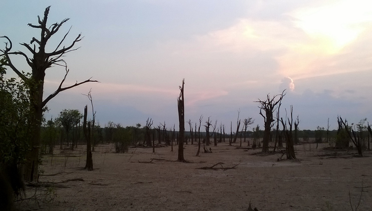 Mortalidade de espécies arbóreas como macacarecuia no igapó a jusante da bar