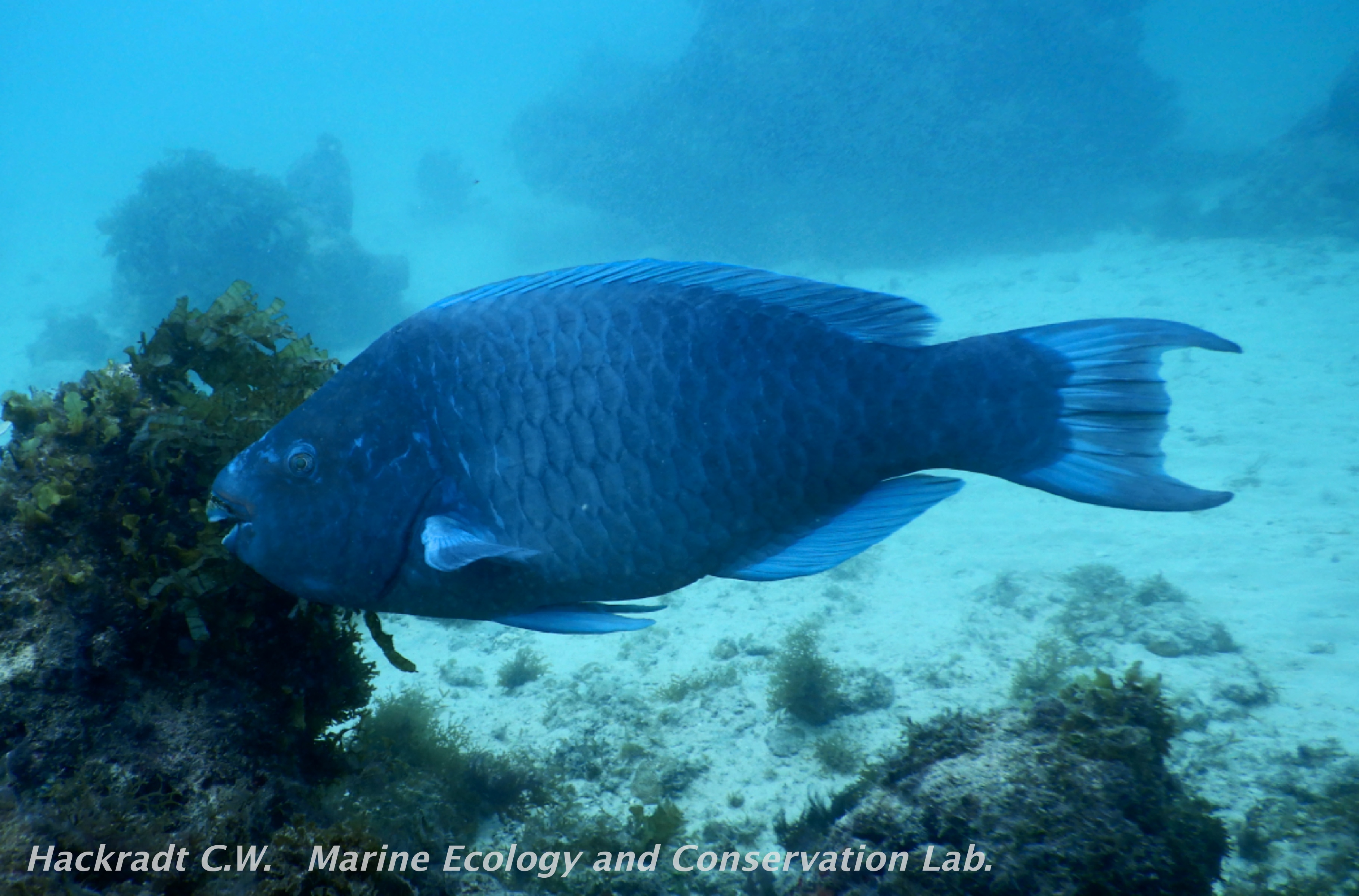 Scarus trispinosus adulto 1