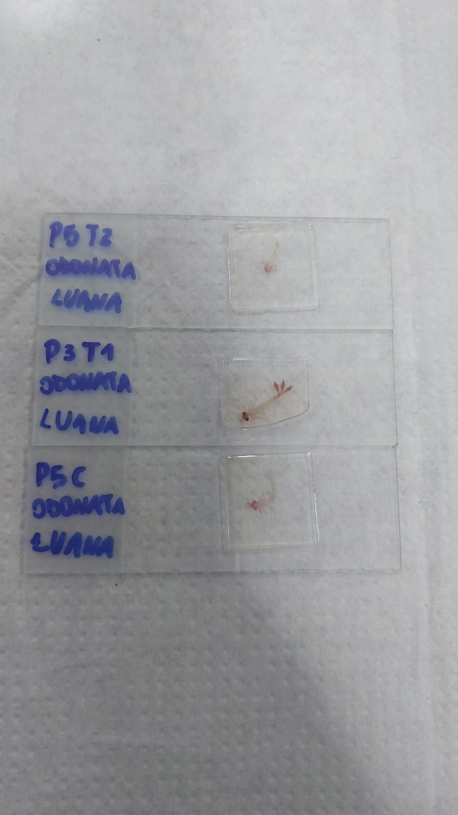 WhatsApp Image 2025 11 25 at 11.25.33