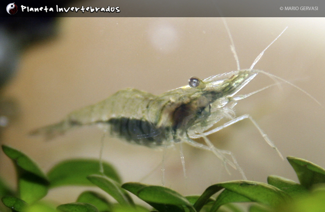 img 20120107 63v93w6d11sj Macrobrachium bouvieri fêmea ovada foto de Mario Gervasijpg