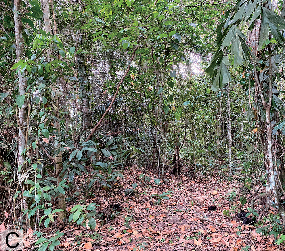 trechona garimpeira habitat CSC