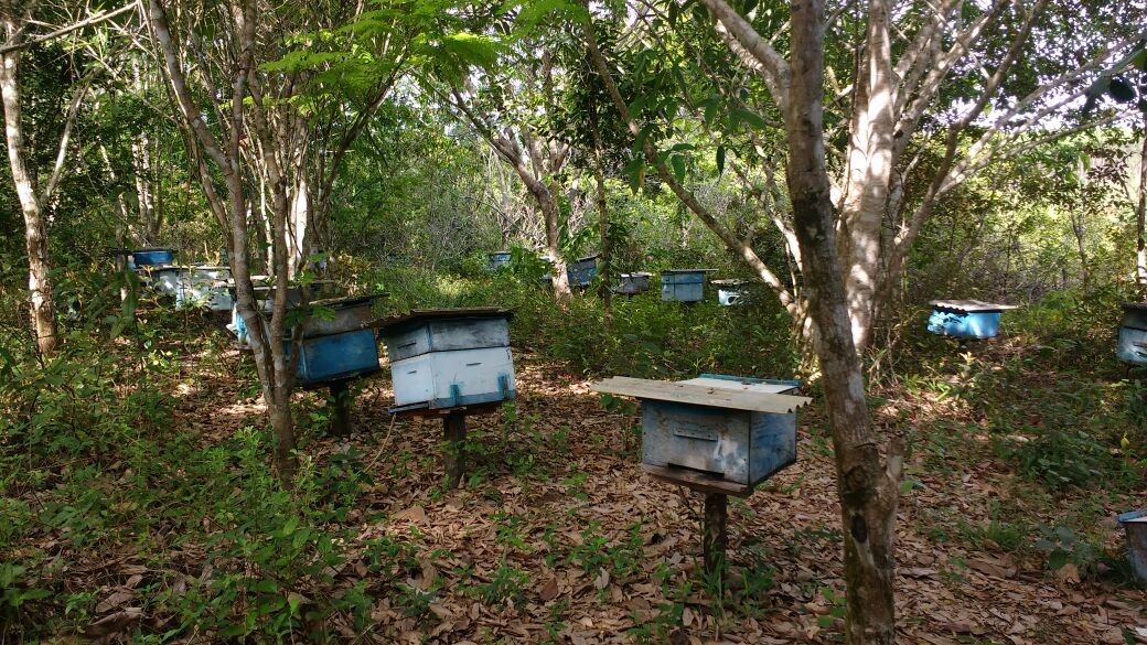 Monitoramento de apiário